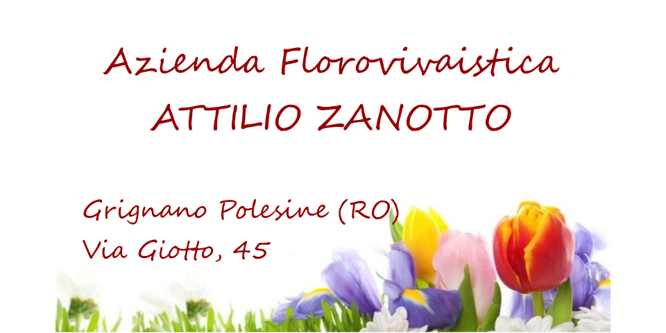 Zanotto banner